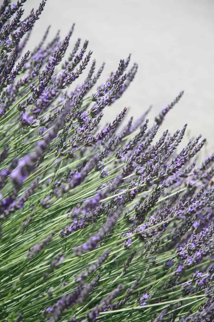 Lavender soap benefits, lavender growing in the Provence