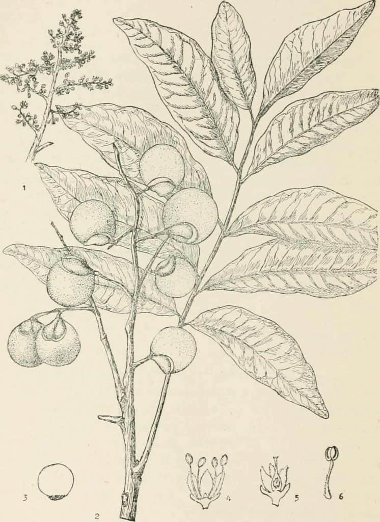 What are soapberries, illustration, Internet Archive Book Images
