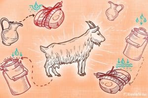 8 Benefits of Goat Milk Soap and 2 Disadvantages