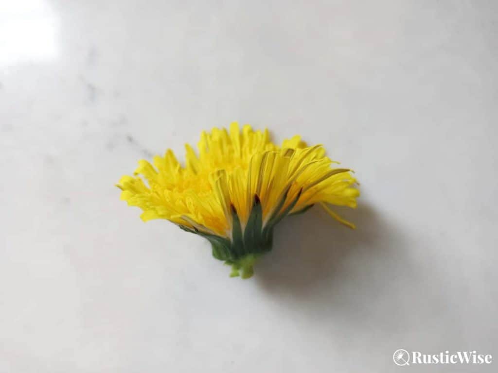 RusticWise, dandelion flower recipe, dandelion flower with the outer sepals removed
