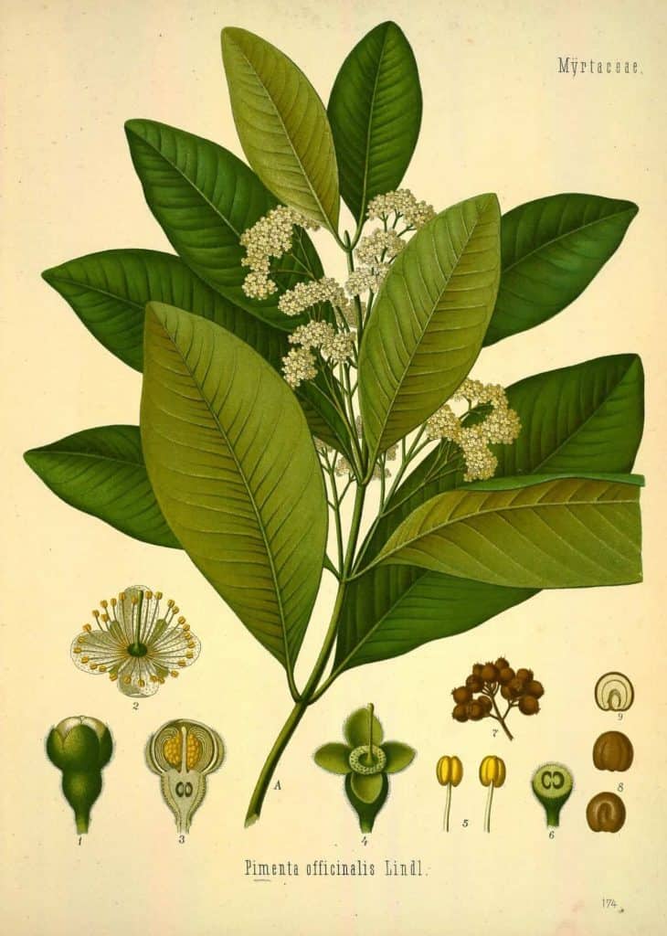 what spices are in allspice, pimenta plant illustration