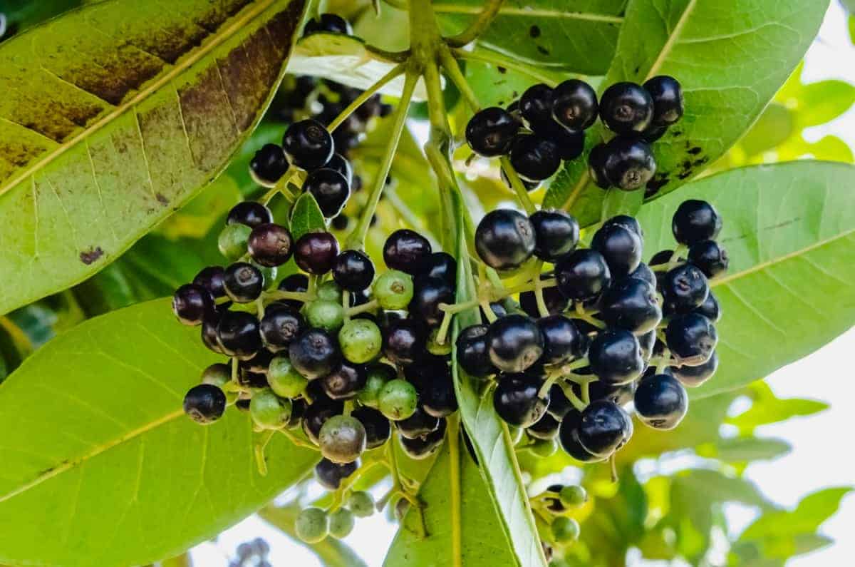 How To Grow Allspice From Seed for Your Culinary Creations RusticWise