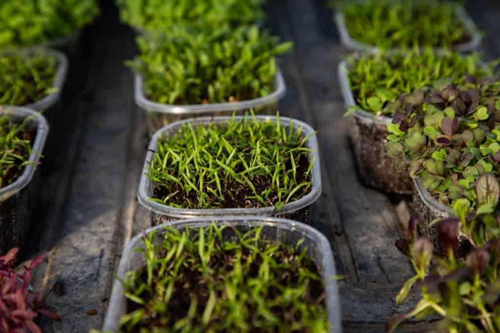 microgreens vs sprouts, microgreens in soil