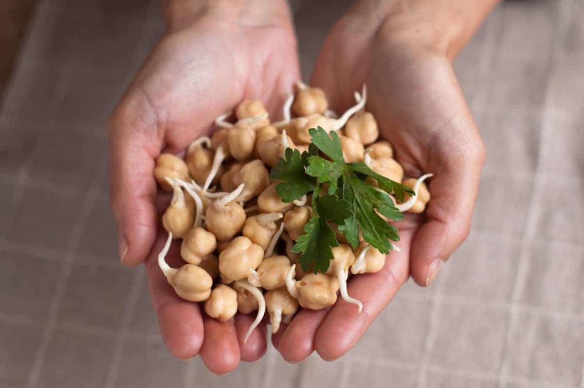grow chickpea sprouts, hand holding garbanzo sprouts