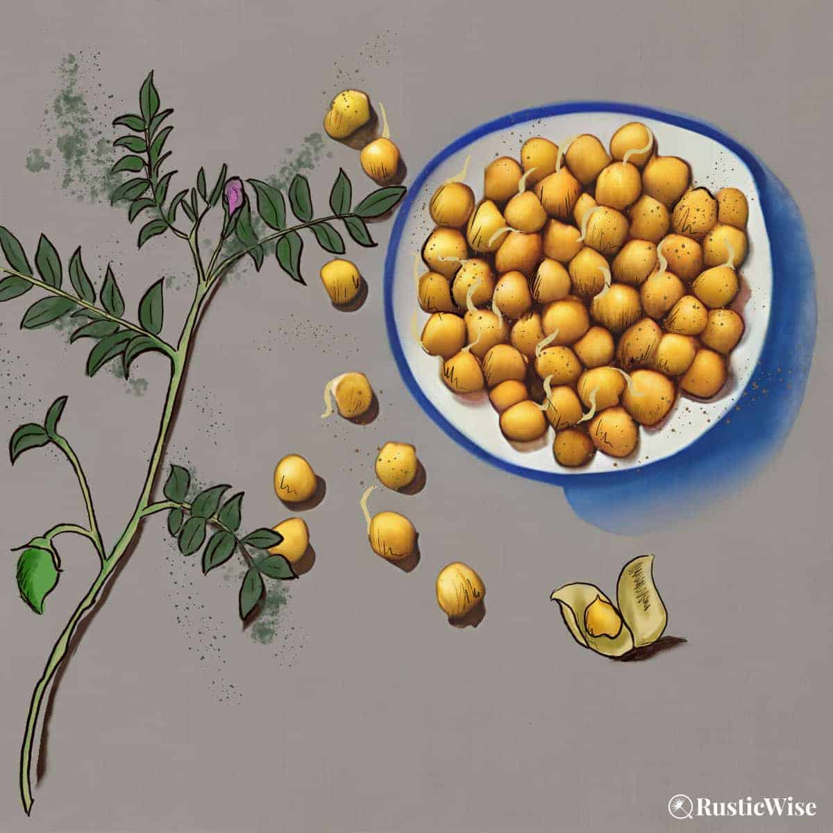 RusticWise, grow chickpea sprouts