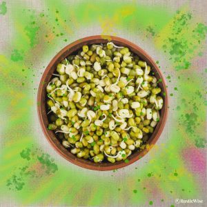 How To Grow Mung Bean Sprouts 2 Easy Ways