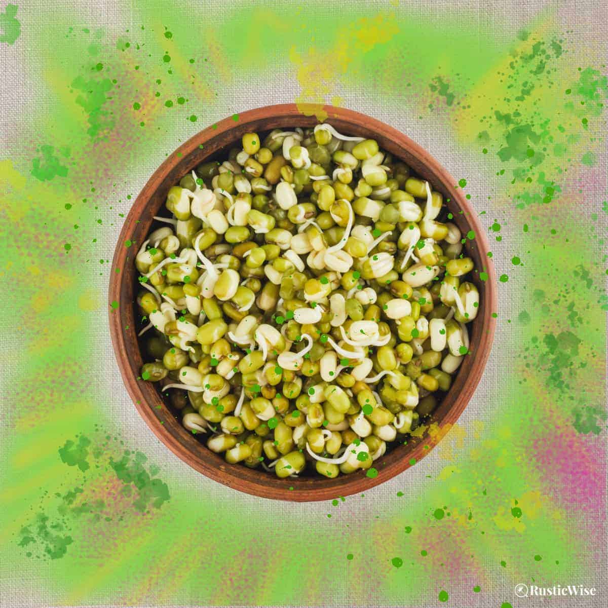RusticWise, how to grow mung bean sprouts