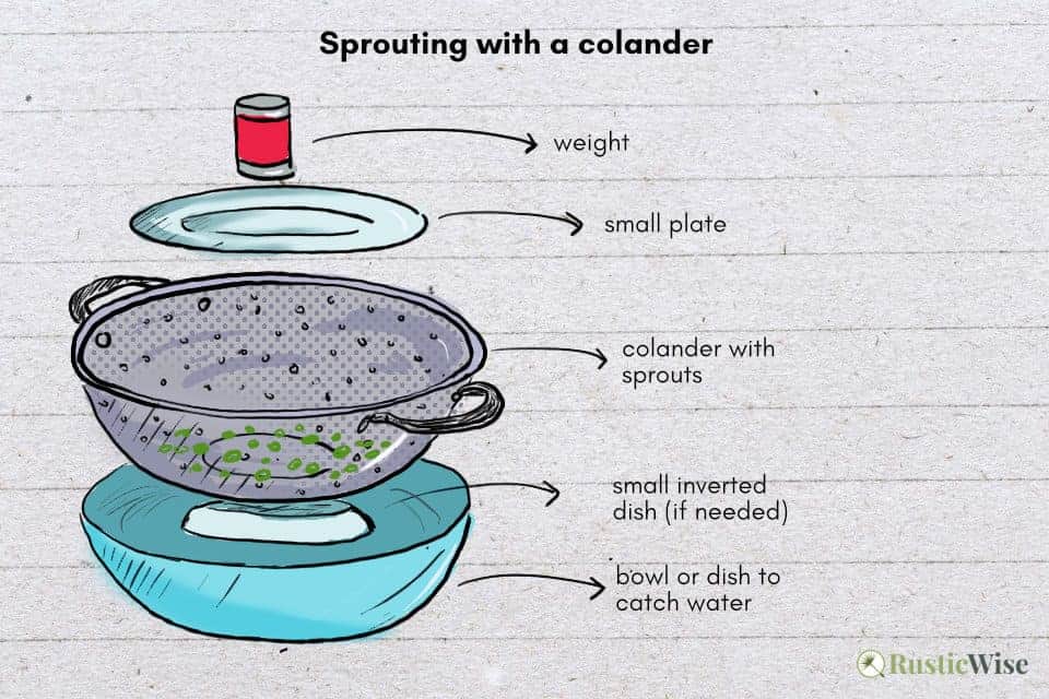 RusticWise, how to grow mung bean sprouts, colander diagram