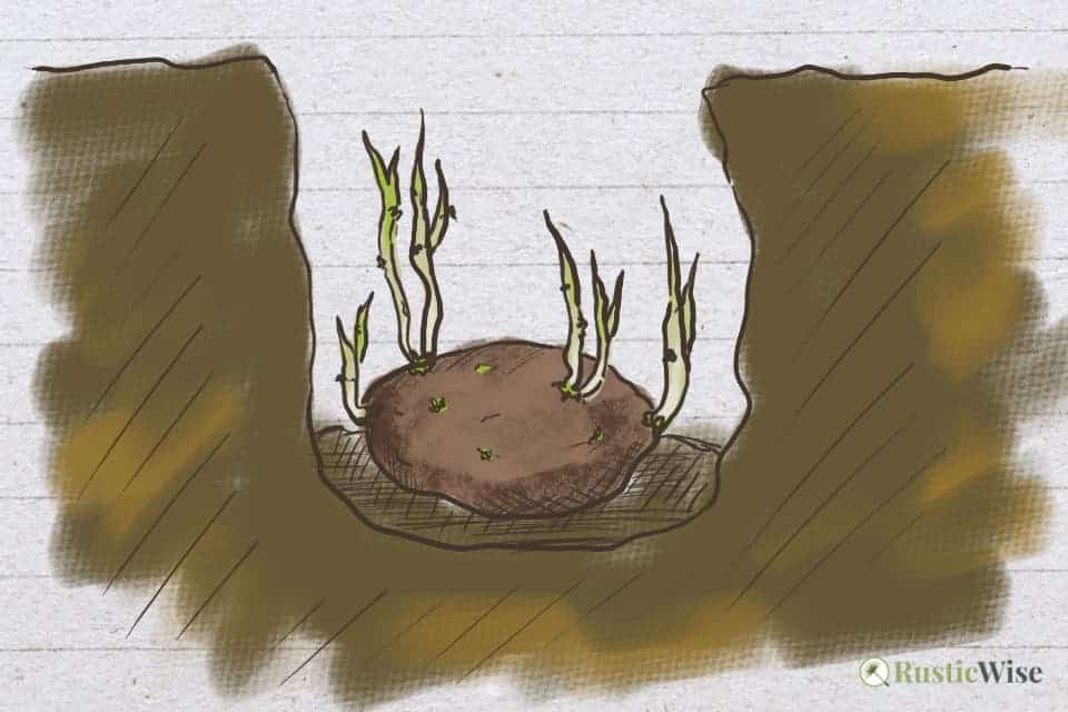 RusticWise, how to plant potatoes with long sprouts, planting diagram
