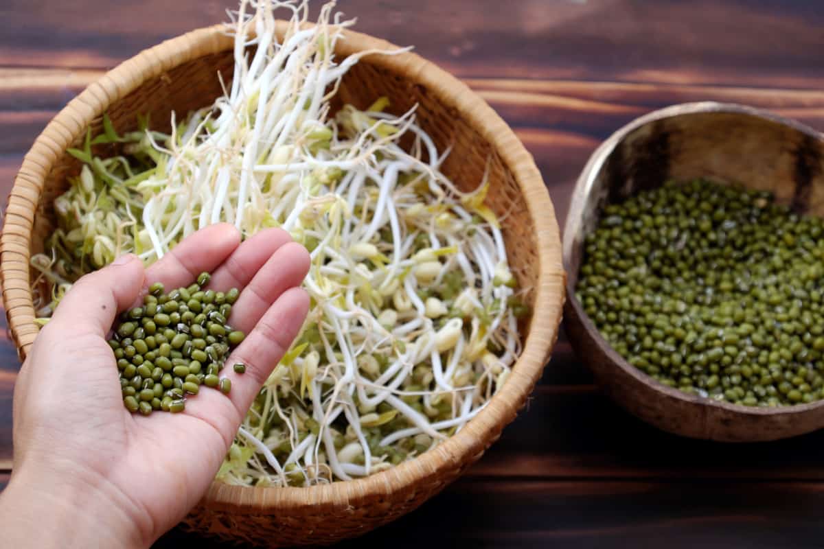how to keep bean sprouts from going bad, hand holding mung beans