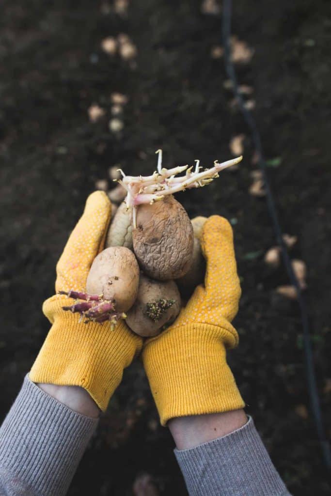 how to plant potatoes with long sprouts, hands holding sprouted potatoes