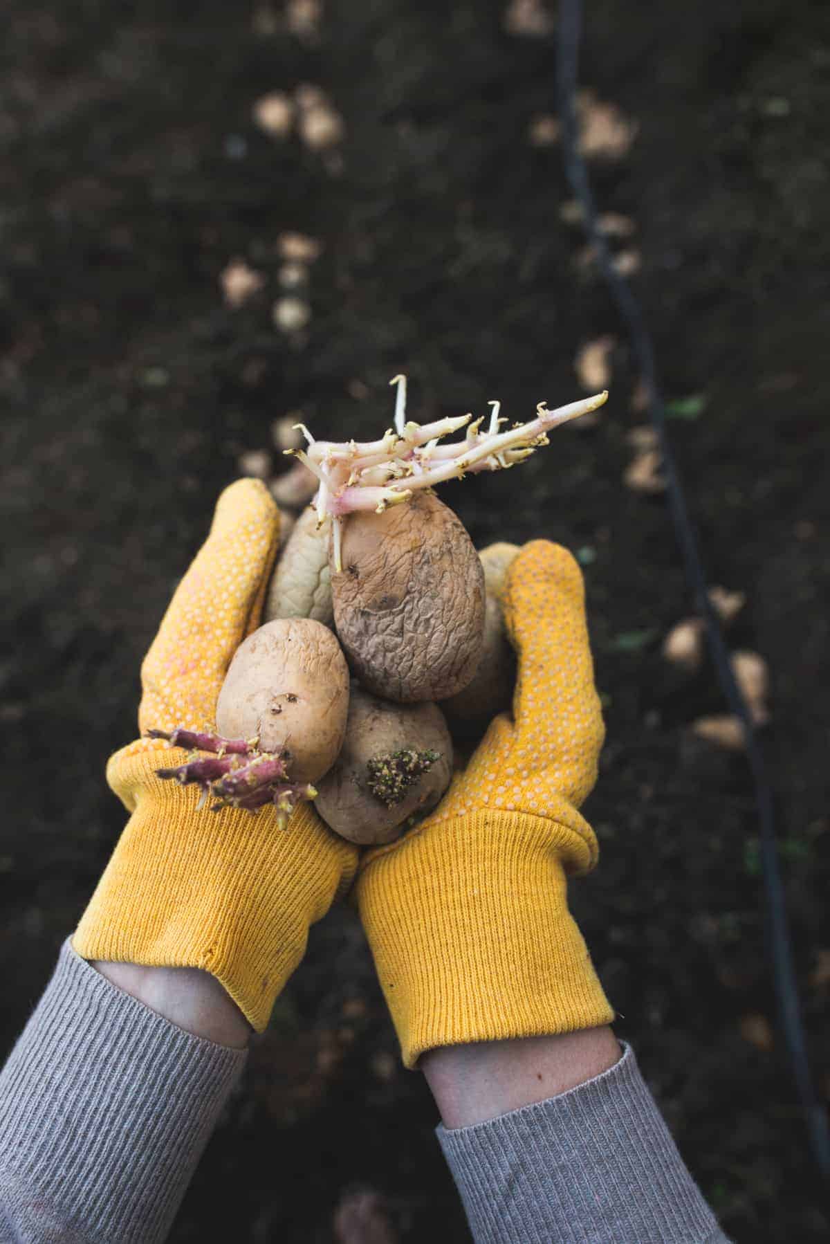 how-to-sprout-potatoes-before-planting-them-grower-today