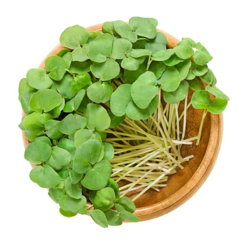 buckwheat microgreens, young greens in wooden bowl