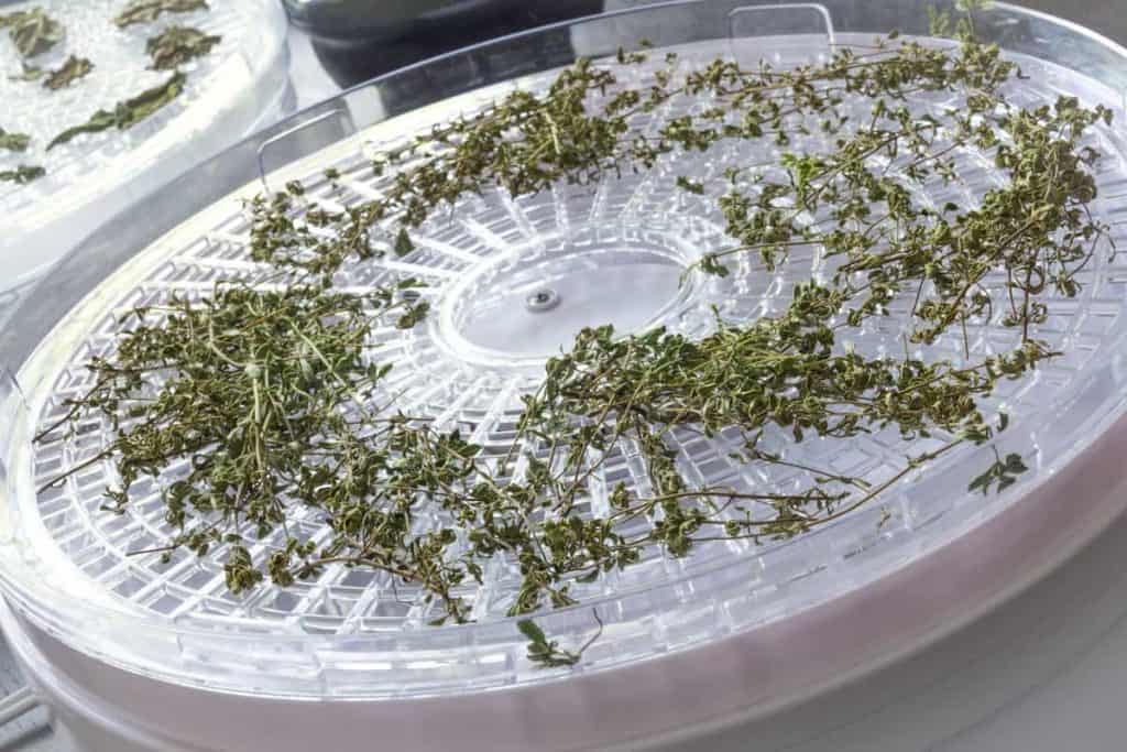 can microgreens be frozen, food dehydrator