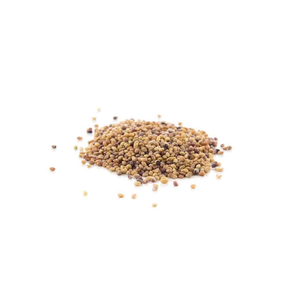 grow clover sprouts, red clover seeds