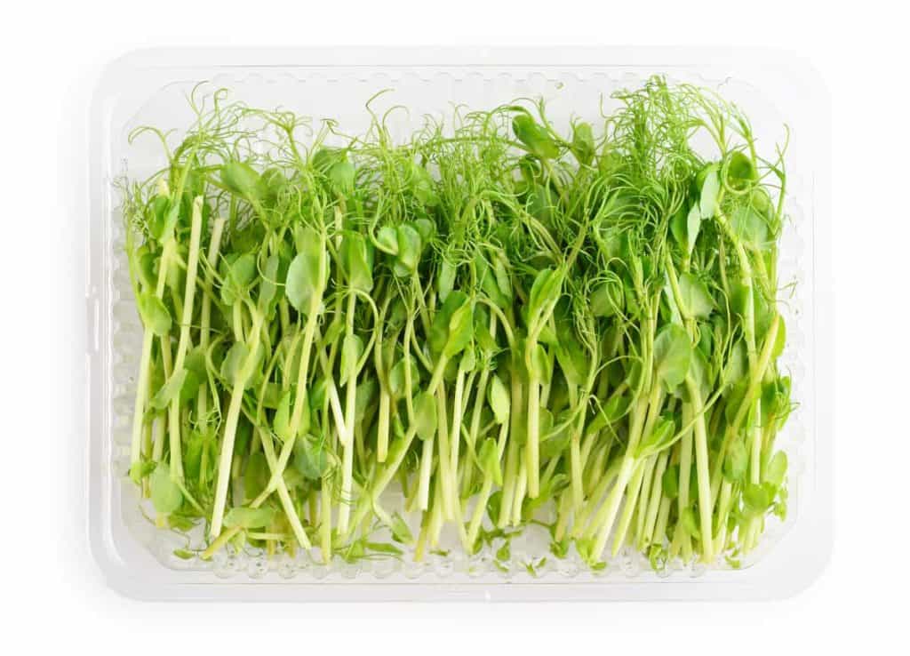 how long do microgreens last in the fridge, pea microgreens in container