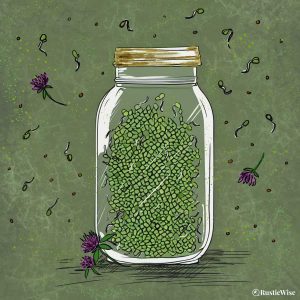 How To Grow Clover Sprouts: A Mild and Wholesome Green