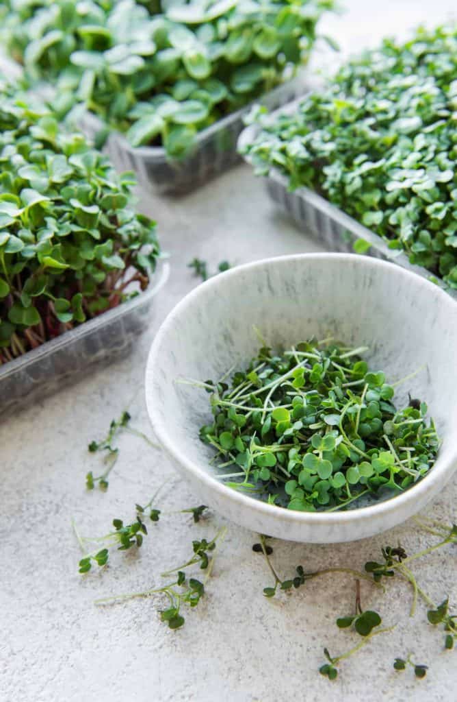can microgreens be frozen, microgreen trays on table