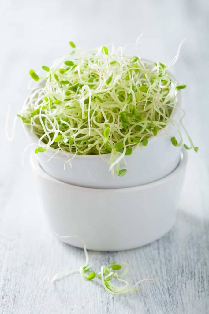 grow clover sprouts, sprouts in white bowl