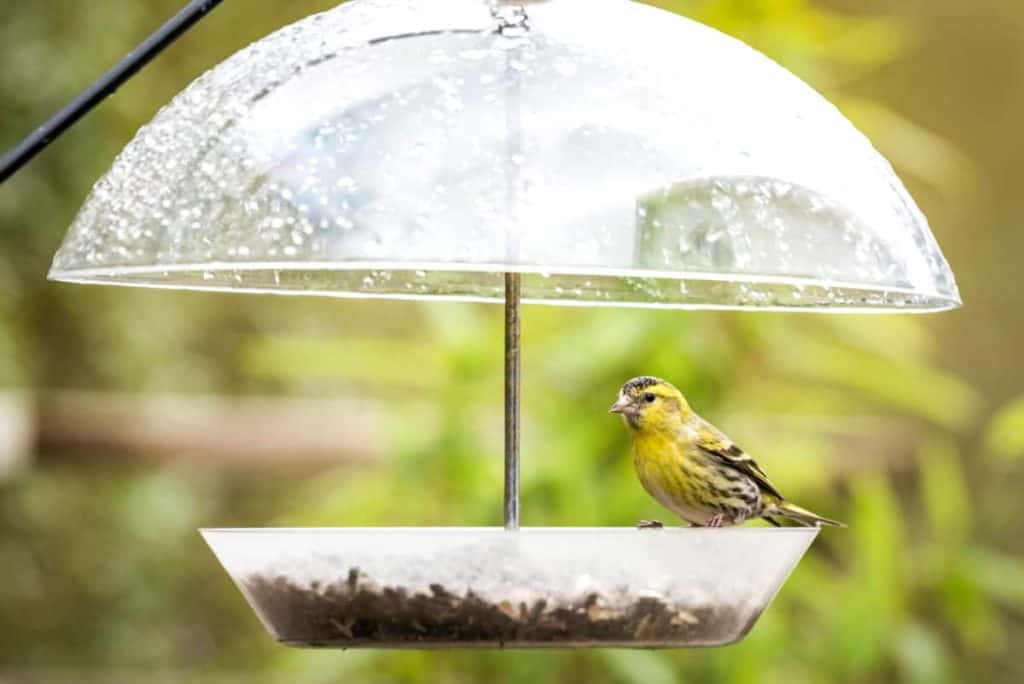 sprouting seeds for birds, bird at feeder