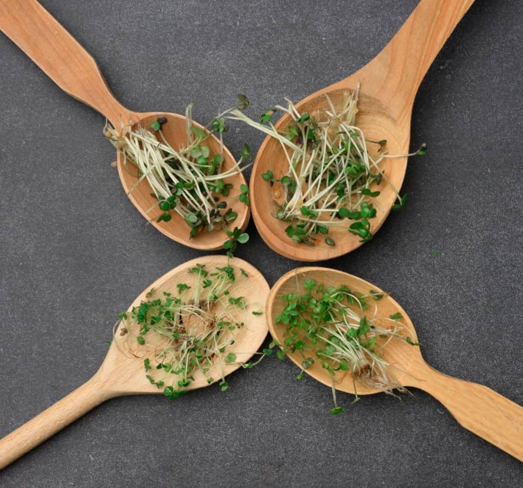 why are microgreens so expensive, micros on spoons
