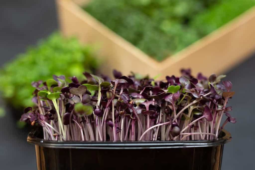 fastest growing microgreens, purple radish microgreens
