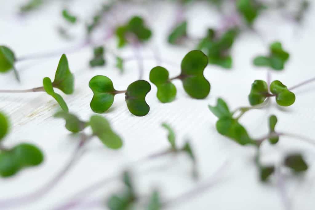 RusticWise, microgreens benefits for skin, fresh red cabbage microgreens