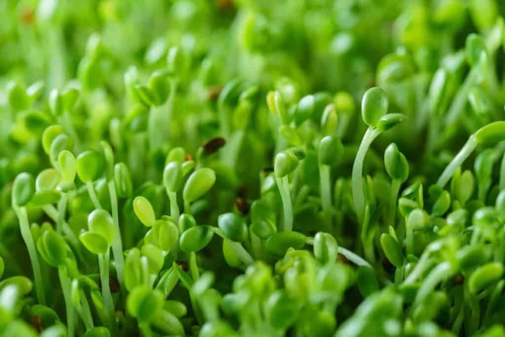best trays for microgreens, microgreens up close