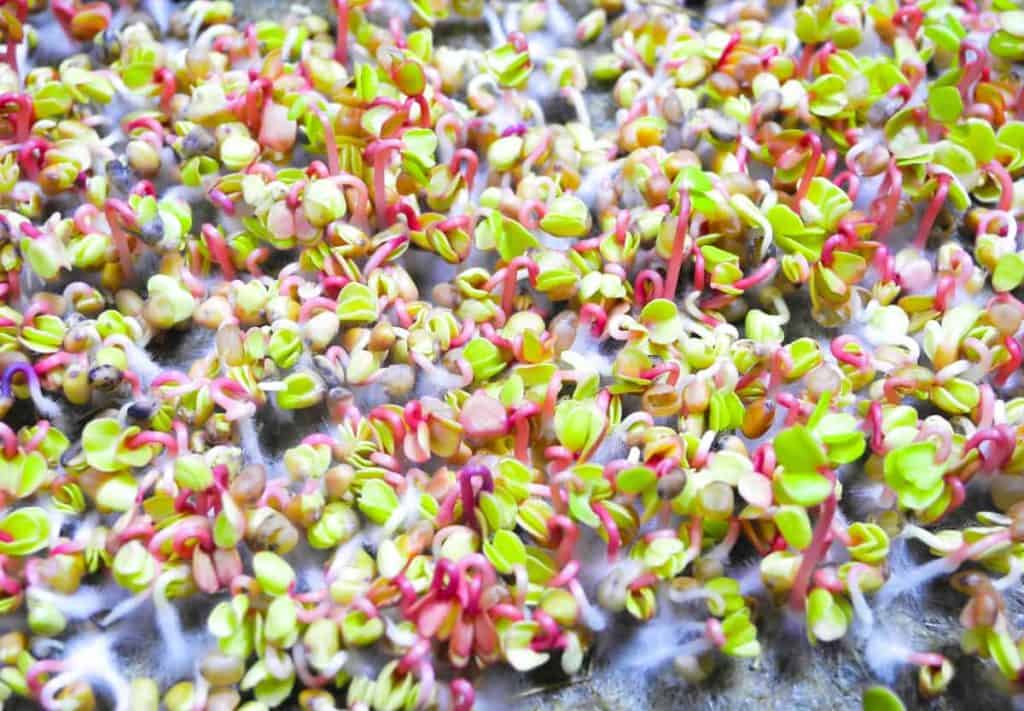 how to prevent mold on microgreens, root hairs on coral radish microgreens
