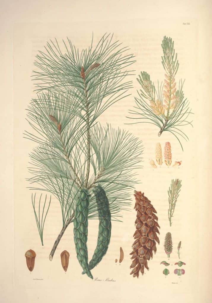 foraging pine needles, Pinus Strobus or Eastern white pine