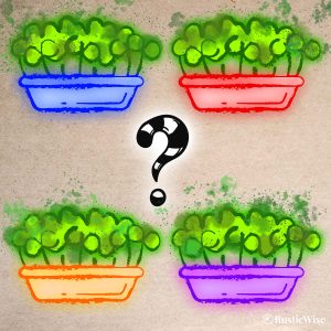 Want the Best Trays for Microgreens? 4 Key Things To Look For
