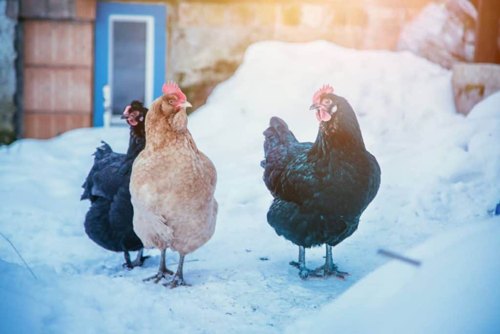 microgreens for chickens, chickens in snow in winter