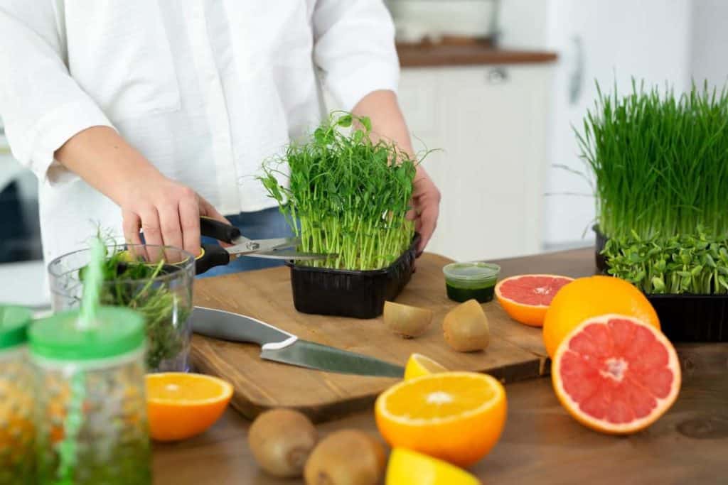 best microgreens for smoothies, close up of a young woman's hands cutting microgreen peas shoots for making a smoothie