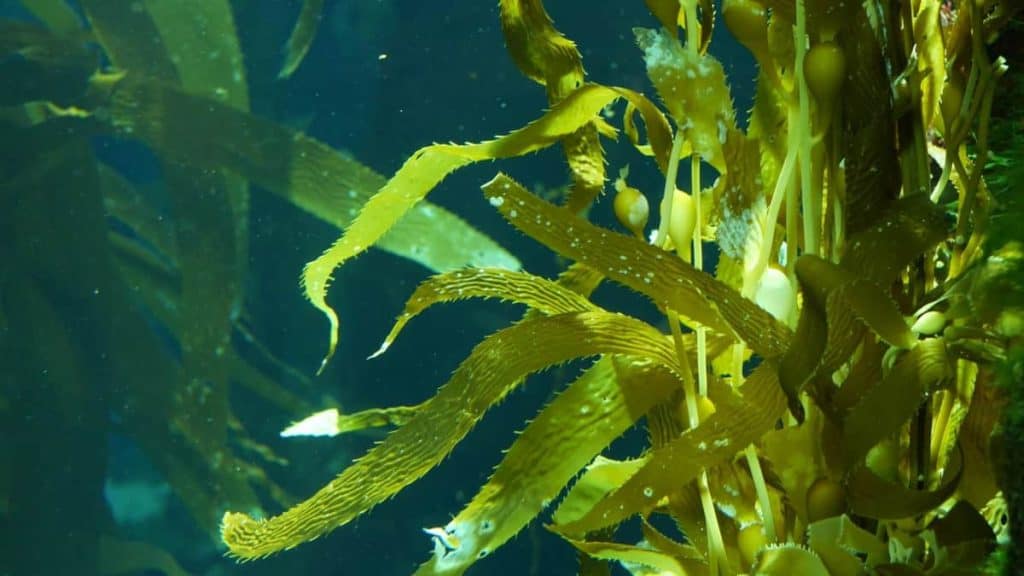 microgreen fertilizer, underwater sea kelp