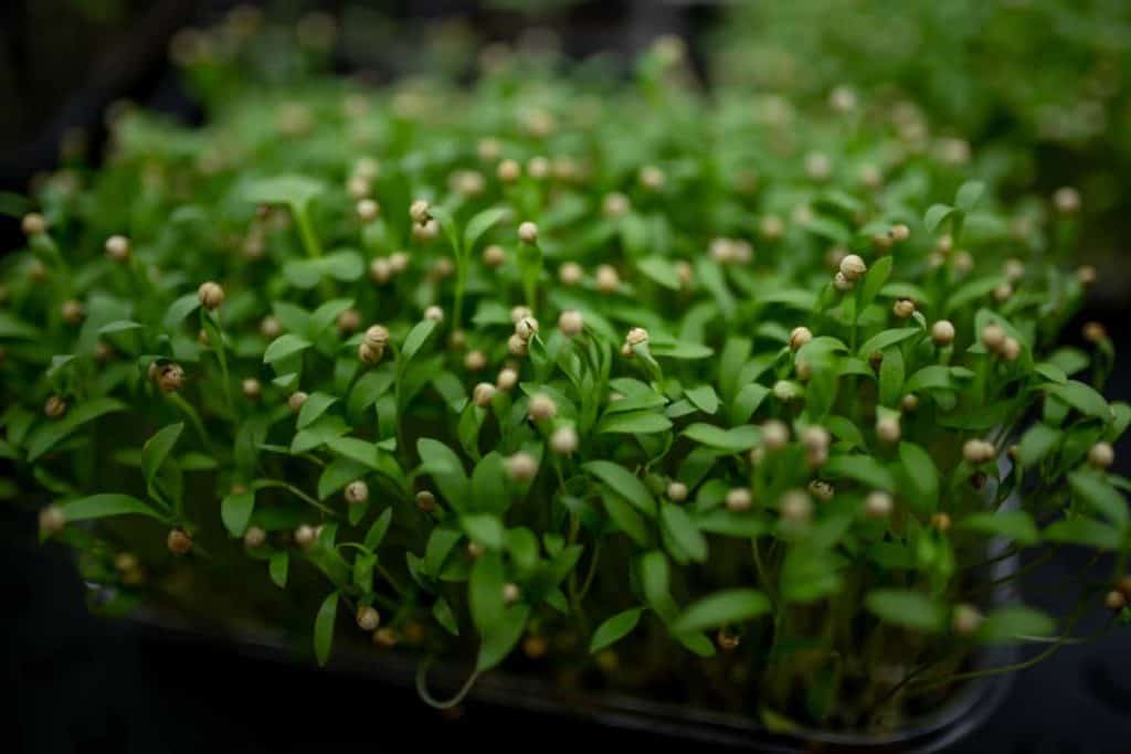 cilantro microgreen benefits, cilantro microgreens