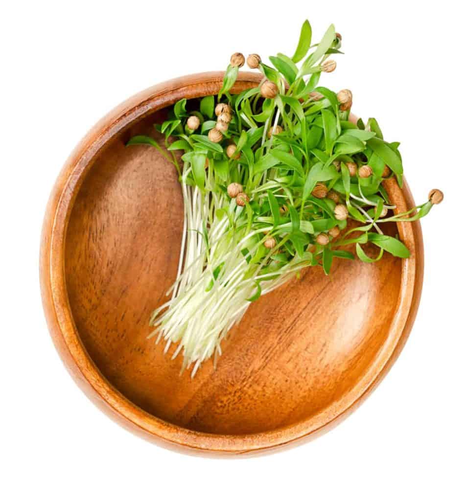cilantro microgreen benefits, cilantro micros on wooden bowl