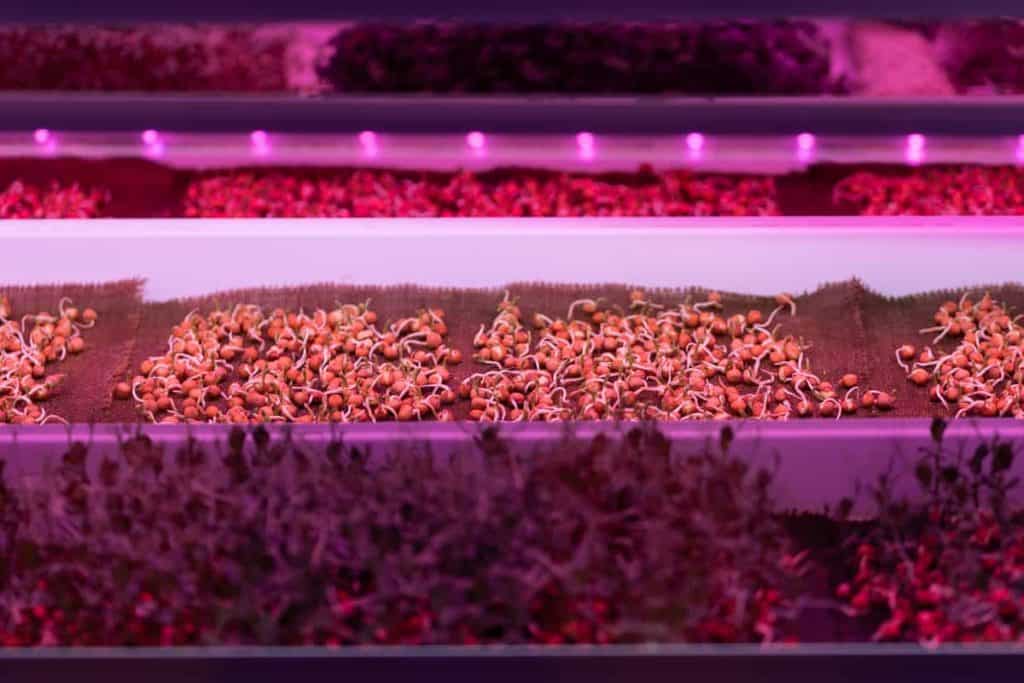 led light for microgreens, pea seeds