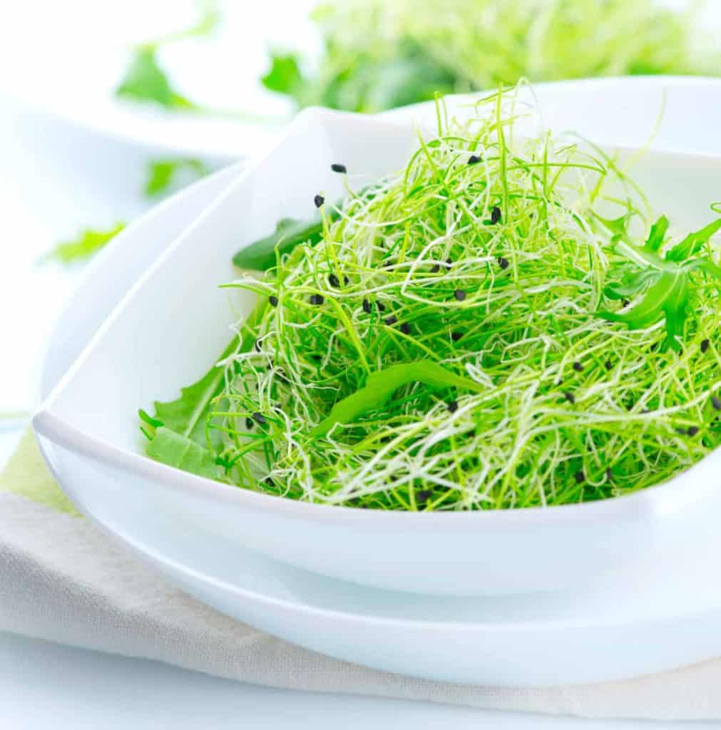 onion microgreens, salad with onion microgreens