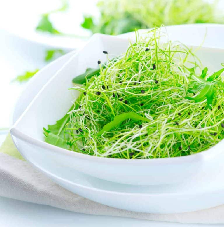 Grow Onion Microgreens For Intense Flavor – RusticWise