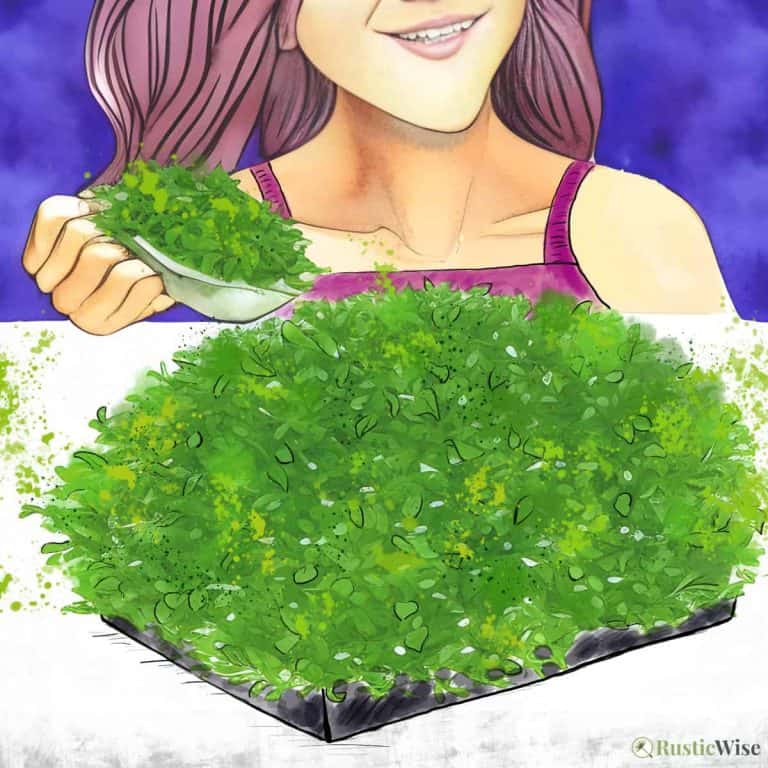 RusticWise, can you eat microgreens raw