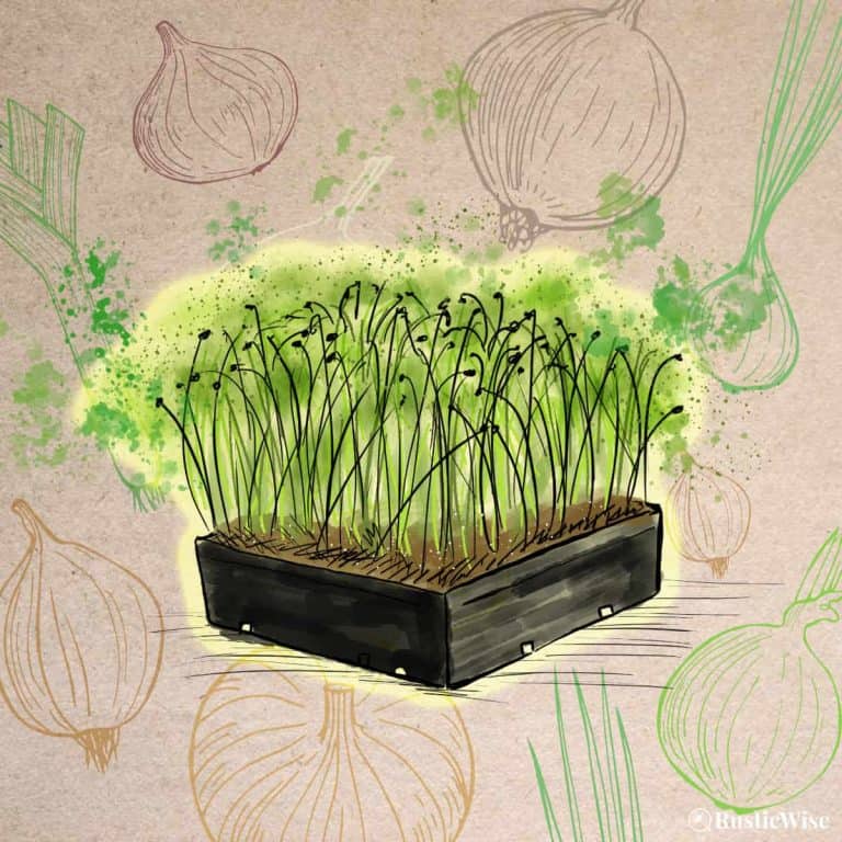 RusticWise, onion microgreens