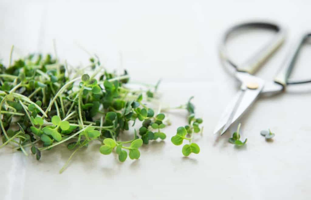 can you eat microgreens raw, microgreens with scissors