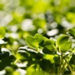 growing microgreens outdoors, close up of micros growing