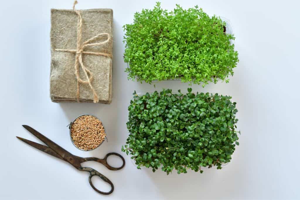 best growing mats for microgreens, grow mats and microgreens flat lay