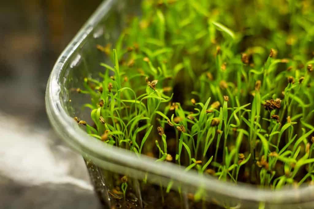 carrot microgreens, young carrot microgreens growing