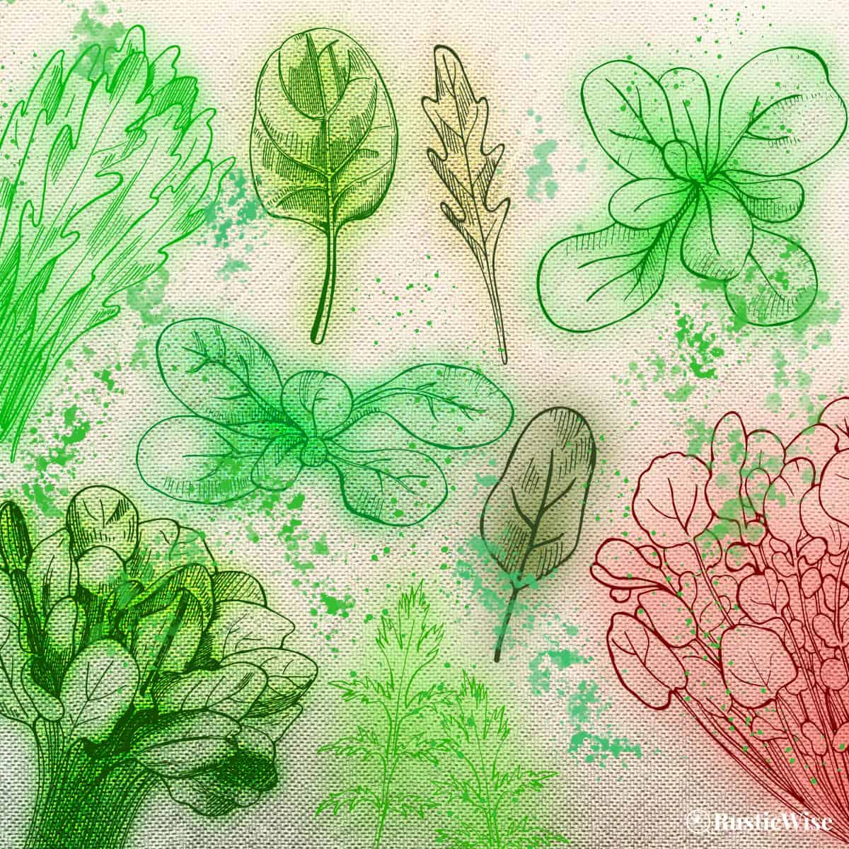 RusticWise, lettuce microgreens illustration