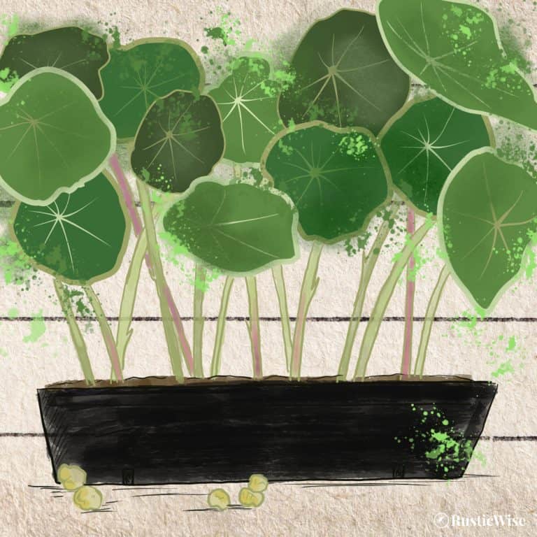 RusticWise, nasturtium microgreens, illustration of microgreen nasturtium in a tray