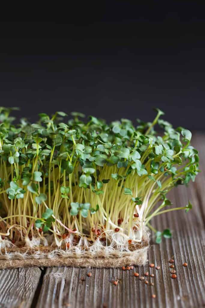 best growing mats for microgreens, daikon radish on jute