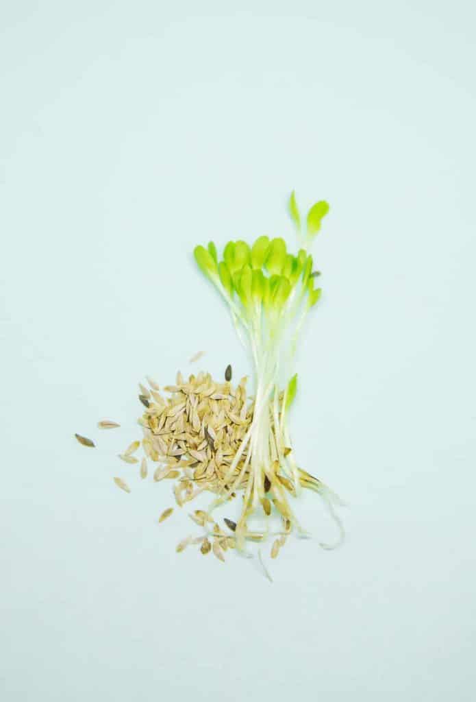 lettuce microgreens, microgreen lettuce leaves and seeds
