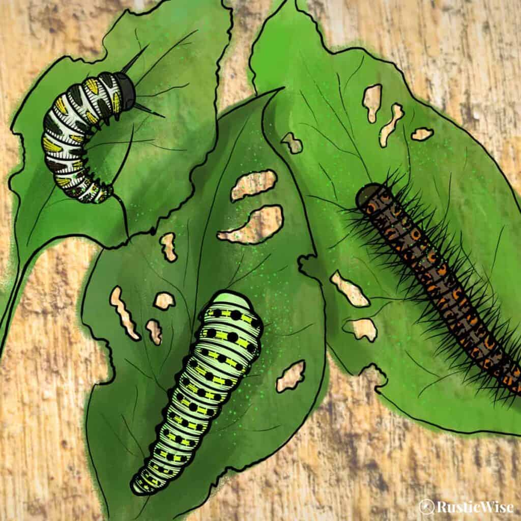 RusticWise, does soapy water kill caterpillars, illustration of caterpillars on leaves